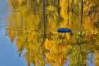 USA, Washington State. Autumn colors along the Methow River near Winthrop Art Print